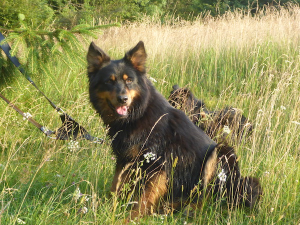 Altdeutsche Hütehund "Gelbbacken"